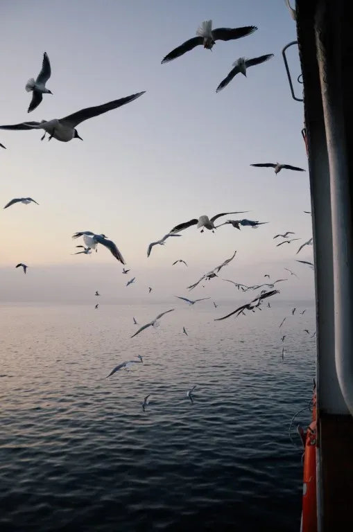 Gulls crossing the sea beyond a dark window