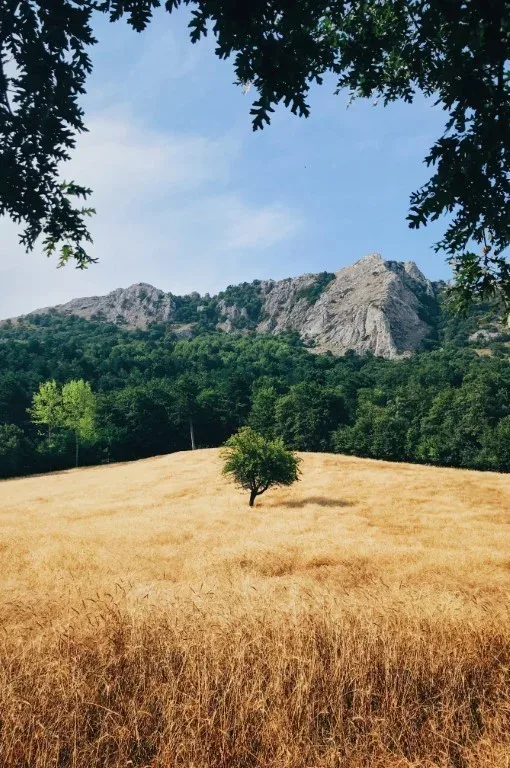A lone tree below a rocky ridge