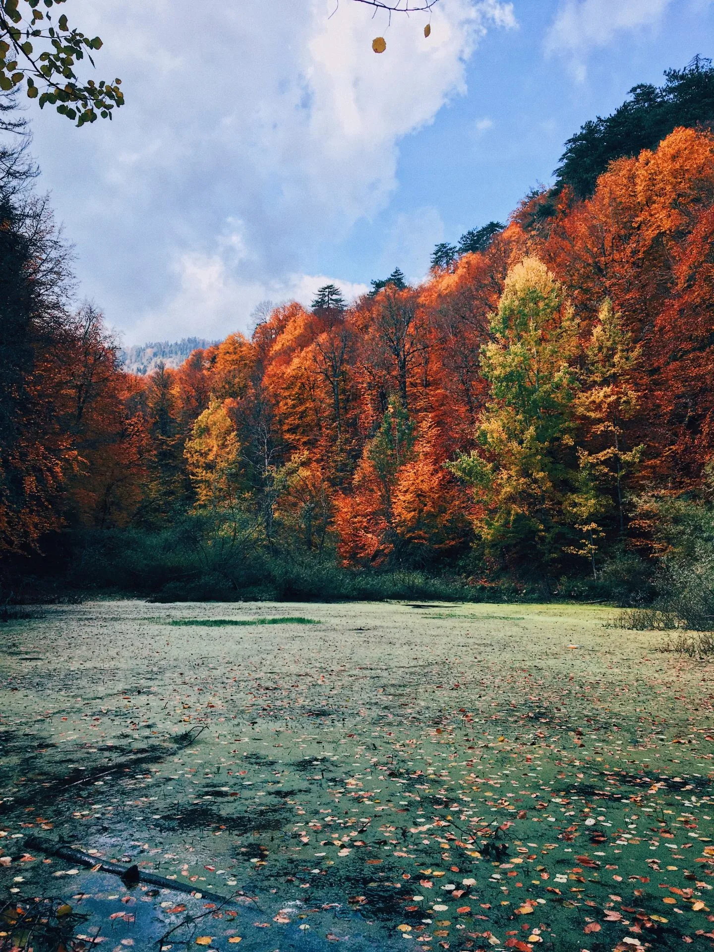 Autumn colour at the edge of a forest at Yedigöller