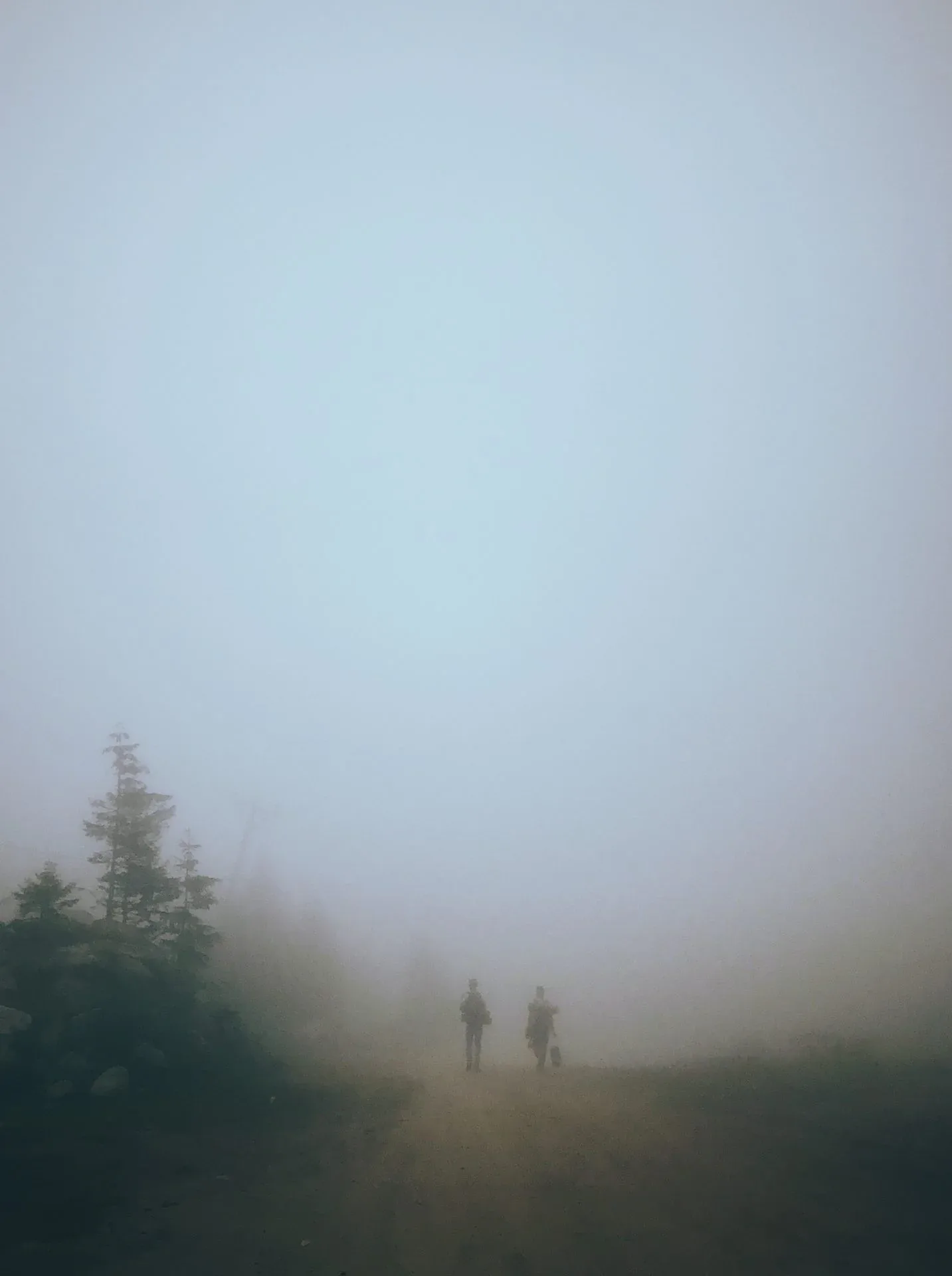 Fir trees disappearing into pale fog in Rize